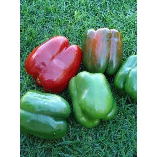 75+ California Wonder Pepper Seeds- Heirloom Variety