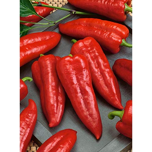 75+ Marconi Red Pepper Seeds- Imported Italian Heirloom