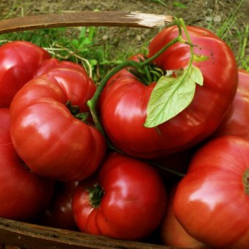 75+ Pink Brandywine Heirloom Tomato Seeds
