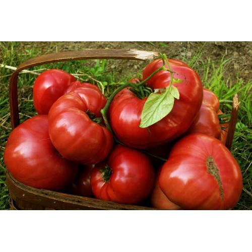75+ Pink Brandywine Heirloom Tomato Seeds