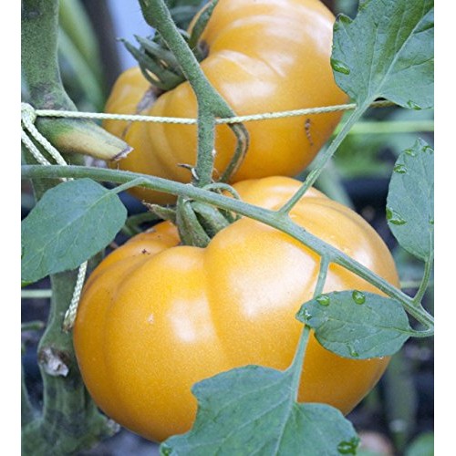 75+ Yellow Brandywine Tomato Seeds- Heirloom Variety- by Ohio Heir...