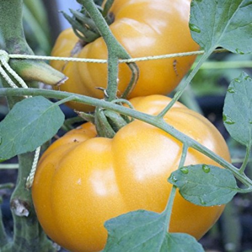 75+ Yellow Brandywine Tomato Seeds- Heirloom Variety- by Ohio Heir...