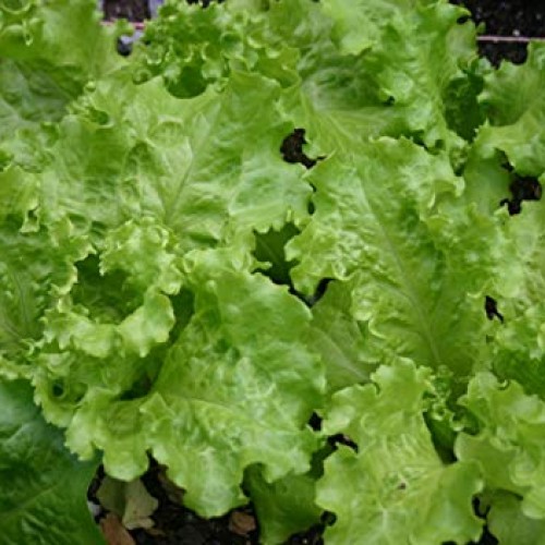 Black-Seeded Simpson Lettuce Seeds- 1,000+ Seeds- Heirloom Variety