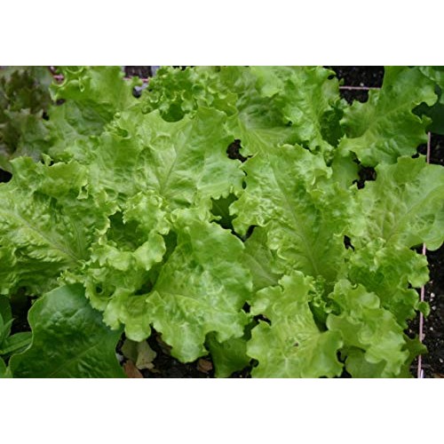 Black-Seeded Simpson Lettuce Seeds- 1,000+ Seeds- Heirloom Variety