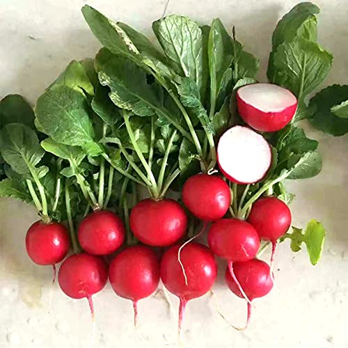 Cherry Belle Radish Seeds - 500+ Non-GMO Heirloom, Fast Growing, R...