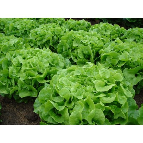 Green Oak Leaf Oakleaf Heirloom Lettuce Seeds- 1,000+ Seeds