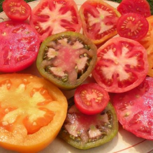 Heirloom Tomato Seed Assortment- 10 Varieties- Over 900 Seeds- Non...