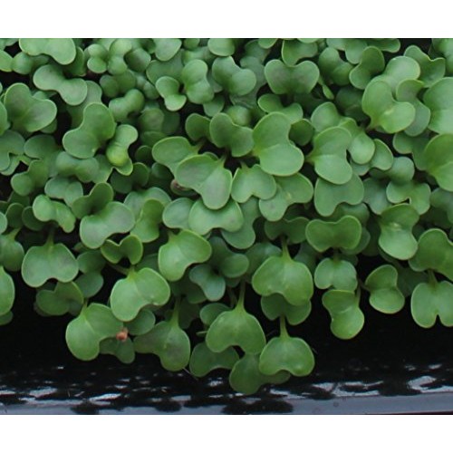 Microgreens Seed Mega Assortment- Sprouting Seeds- 75,000+ Seeds