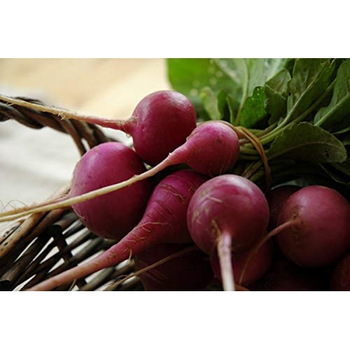 Radish Seed Assortment- 6 Heirloom Varieties by Ohio Heirloom Seeds