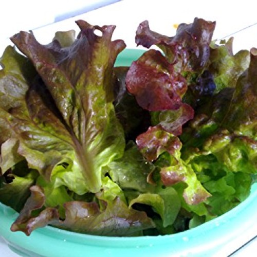 Red Romaine Lettuce Seeds- Heirloom- 2,000+ Seeds by Ohio Heirloom...