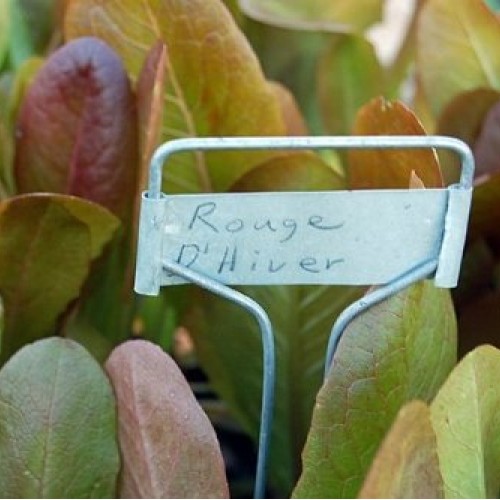 Rouge d Hiver Lettuce Seeds- French Heirloom- 500+ Seeds