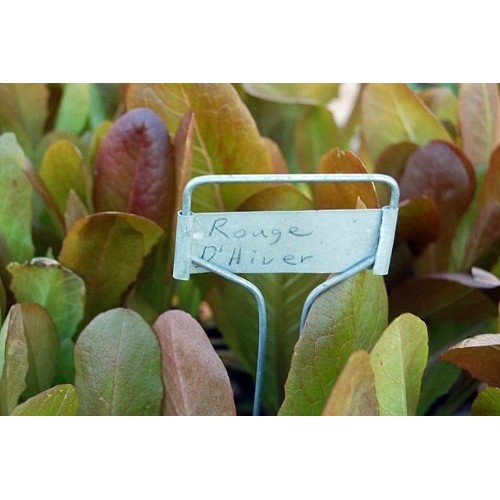 Rouge d Hiver Lettuce Seeds- French Heirloom- 500+ Seeds