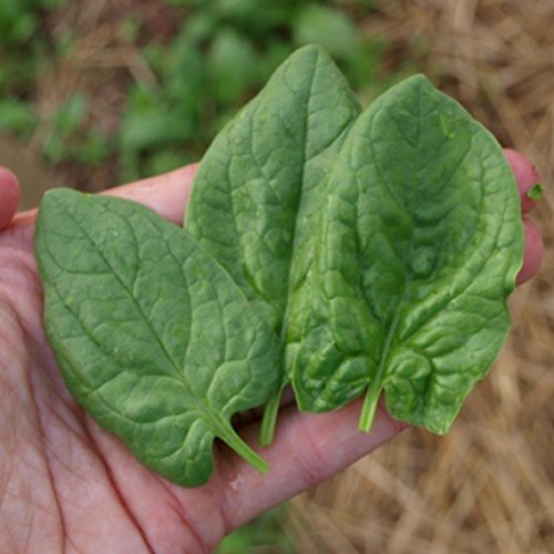 Spinach Seeds- Monstrueux De Viroflay- French Heirloom Variety- 20...