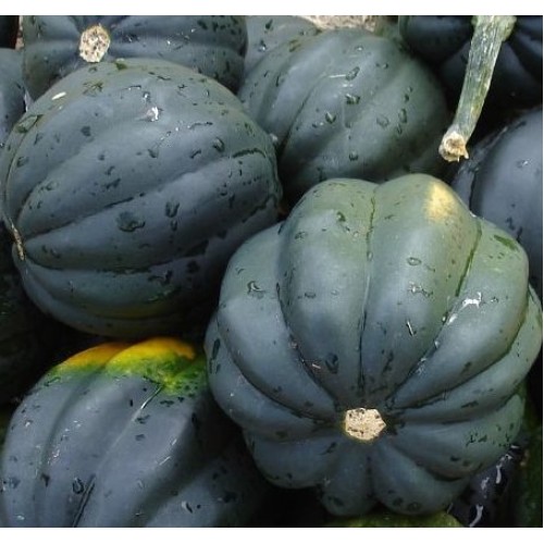 Squash Seeds- Table Queen Acorn- Heirloom- 40+ Seeds