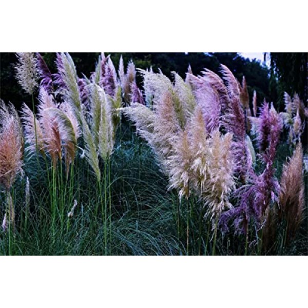 1500 Seeds Mix Colors Pampas Grass Cortaderia Garden Plants Decora...
