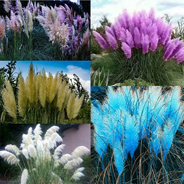 1500 Seeds Mix Colors Pampas Grass Cortaderia Garden Plants Decora...