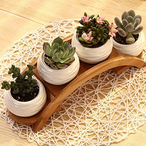 Ceramic White Mini Textured Succulent Plant Pot Cactus Plant Pot w...