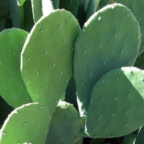 4 Spineless Prickly Pear Cactus Cuttings - No Thorns or Stickers