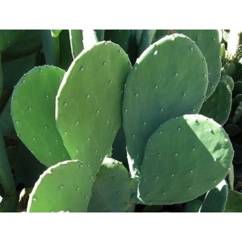 4 Spineless Prickly Pear Cactus Cuttings - No Thorns or Stickers