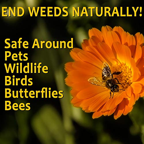 OrganicMatters Natural Weed Killer Spray, No Glyphosate, People, P...