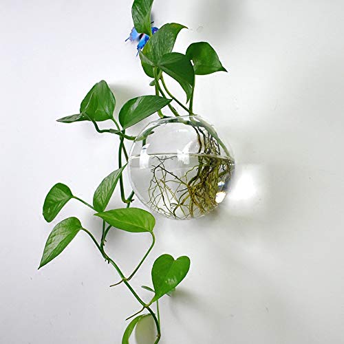 Orimina Pack of 2 Glass Planters Wall Hanging Planters Round Glass...
