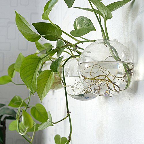 Pack of 6 Glass Planters Wall Hanging Planters Round Glass Plant P...