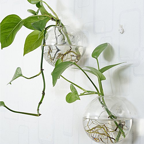 Pack of 6 Glass Planters Wall Hanging Planters Round Glass Plant P...