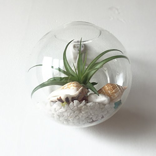 Pack of 6 Glass Planters Wall Hanging Planters Round Glass Plant P...