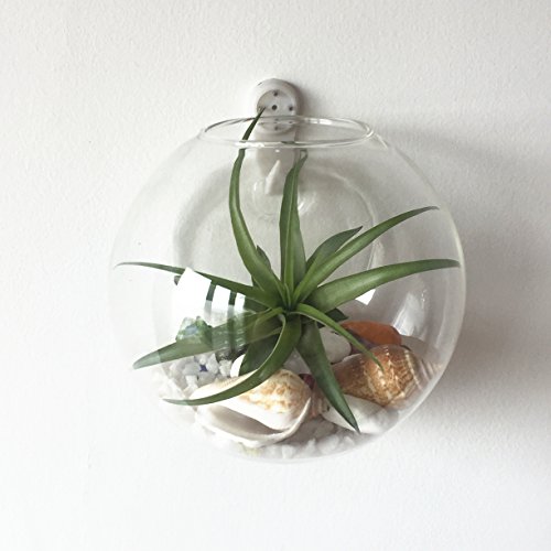 Pack of 6 Glass Planters Wall Hanging Planters Round Glass Plant P...