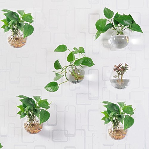 Pack of 6 Glass Planters Wall Hanging Planters Round Glass Plant P...