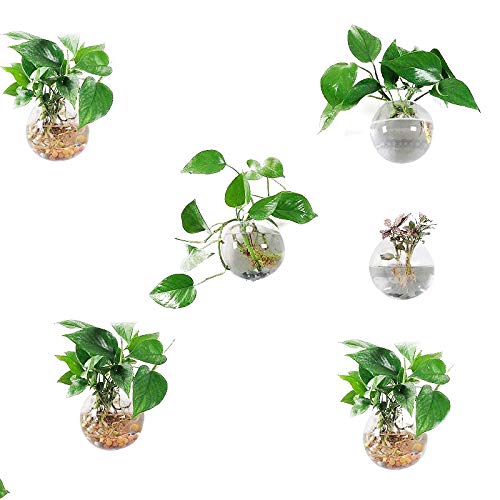 Pack of 6 Glass Planters Wall Hanging Planters Round Glass Plant P...