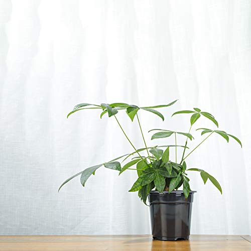 Oubest Plastic Black Plant Nursery Pots 6 50 pcs 0.5 Gallon for F...