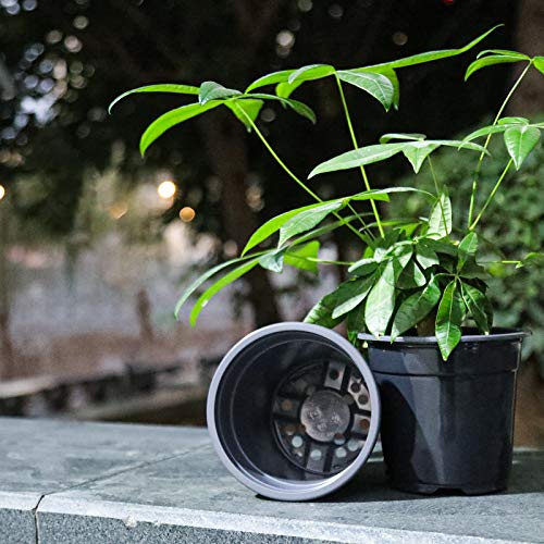 Oubest Plastic Black Plant Nursery Pots 6 50 pcs 0.5 Gallon for F...