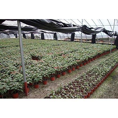 Oubest Plastic Plant Nursery Pots 4 50 pcs Reusable for Seed Star...