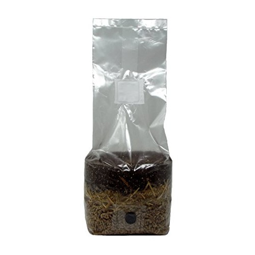 All in One Mushroom Grow Bag