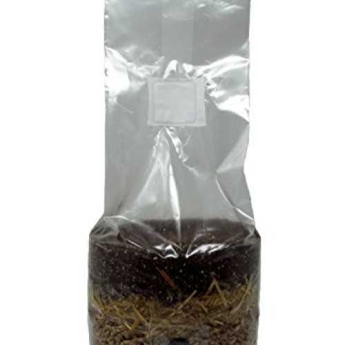 All in One Mushroom Grow Bag