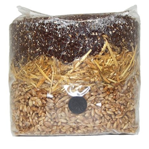 All in One Mushroom Grow Bag
