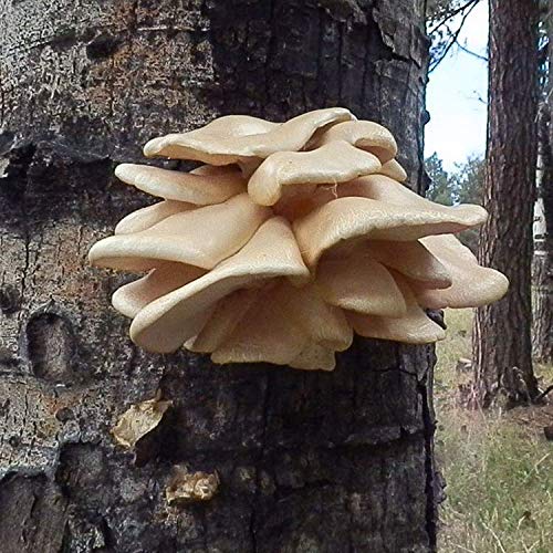 Gourmet and Medicinal Mushroom Cultures Aspen Oyster Pleurotus p...