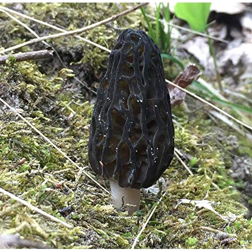 Gourmet and Medicinal Mushroom Cultures Black Morel Morchella an...
