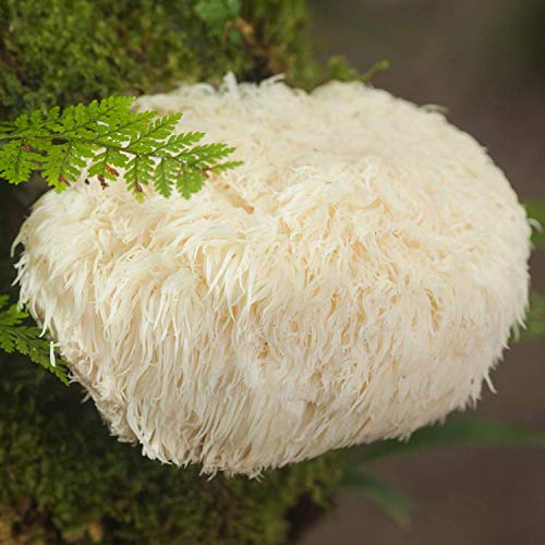 Gourmet and Medicinal Mushroom Cultures Lions Mane Hericium erin...