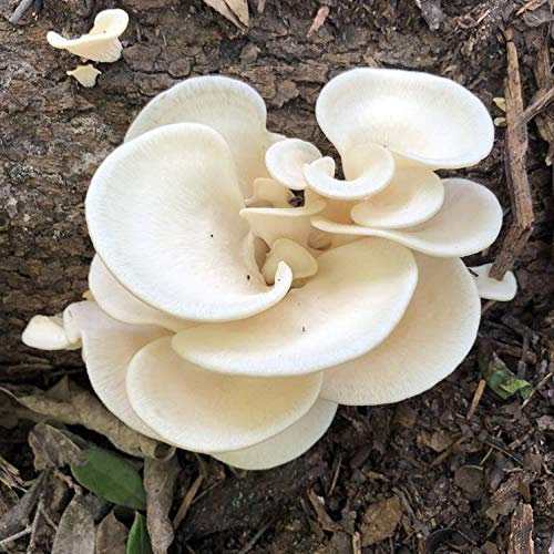 Gourmet and Medicinal Mushroom Cultures Oyster Mushroom, Pearl P...