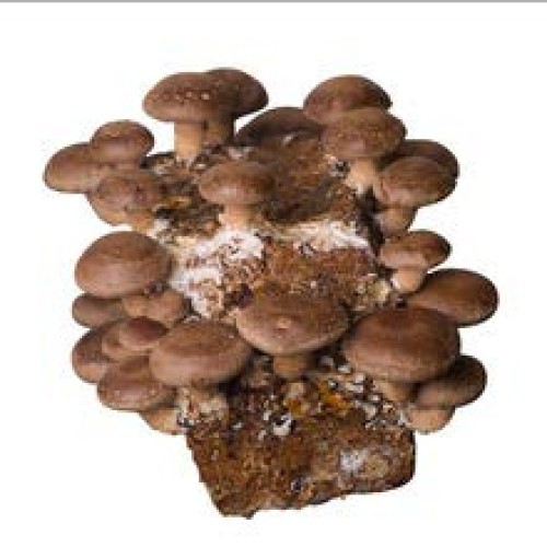Gourmet and Medicinal Mushroom Cultures Shiitake Commercial Lent...