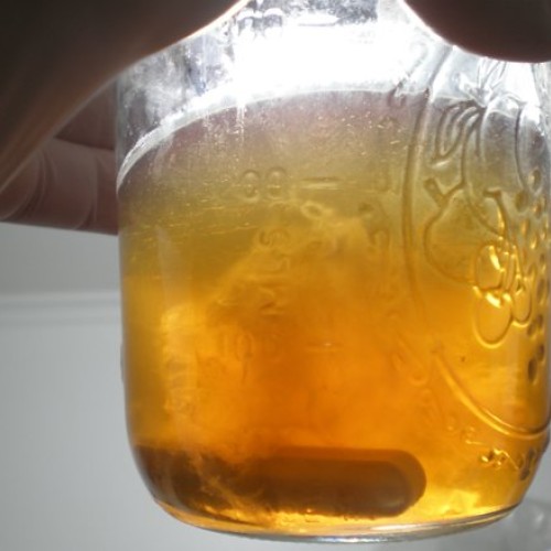 Lions Mane Mushroom Liquid Culture