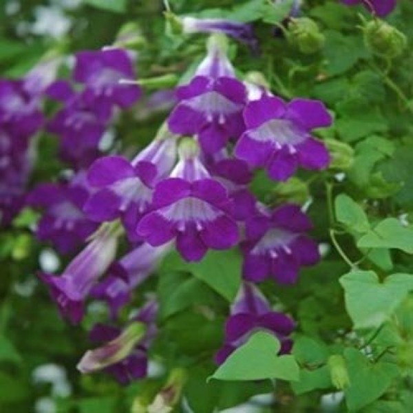 Outsidepride Asarina Violet Vine Flower Seed - 100 Seeds