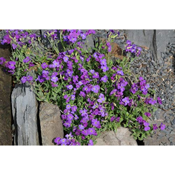 Outsidepride Aubrieta Rock Cress Whitewell Gem Ground Cover Plant ...
