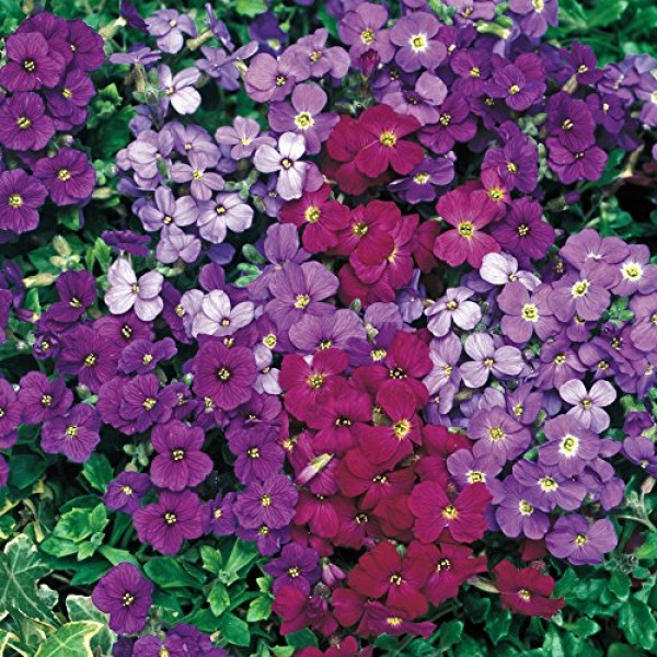 Outsidepride Aubrieta Royal Ground Cover Flower Seed Mix - 5000 Seeds
