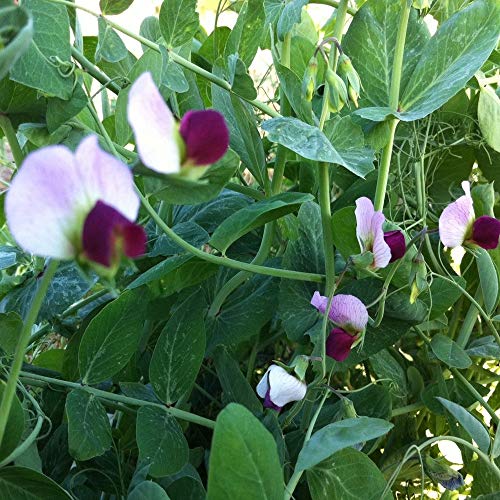 Outsidepride Austrian Winter Peas Legume Seed - 1 OZ