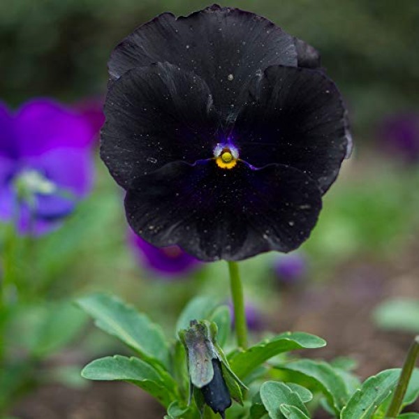 Outsidepride Black Pansy Flower Seed - 1000 Seeds