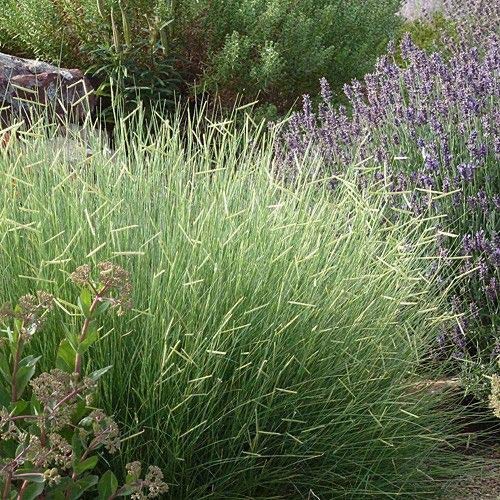 Outsidepride Blue Grama Native Grass Seed for Xeriscape Lawns & Pa...