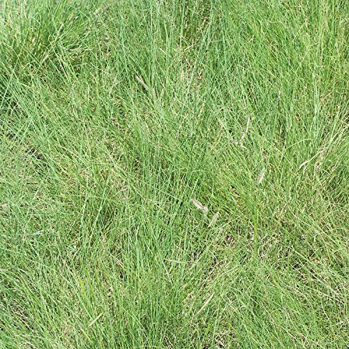 Outsidepride Blue Grama Native Grass Seed for Xeriscape Lawns & Pa...